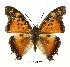  (Charaxes jahlusa rwandensis - BC-EV0498)  @12 [ ] Unspecified (default): All Rights Reserved  Unspecified Unspecified