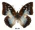  (Charaxes pyhodorus - BC-EV0501)  @14 [ ] Unspecified (default): All Rights Reserved  Unspecified Unspecified