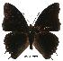  (Charaxes etheocles con02 - BC-EV0508)  @14 [ ] Unspecified (default): All Rights Reserved  Unspecified Unspecified