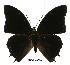  (Charaxes etheocles con01 - BC-EV0510)  @14 [ ] Unspecified (default): All Rights Reserved  Unspecified Unspecified