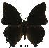  (Charaxes etheocles con03 - BC-EV0517)  @14 [ ] Unspecified (default): All Rights Reserved  Unspecified Unspecified