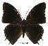  (Charaxes cedreatis - BC-EV0519)  @14 [ ] Unspecified (default): All Rights Reserved  Unspecified Unspecified