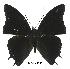  (Charaxes etheocles gui01 - BC-EV0555)  @14 [ ] Unspecified (default): All Rights Reserved  Unspecified Unspecified