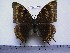  (Charaxes ochracea f.seriata - BC-Turl-0189)  @11 [ ] Unspecified (default): All Rights Reserved  Unspecified Unspecified