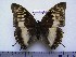  (Charaxes ochracea f.ochreata - BC-Turl-0190)  @11 [ ] Unspecified (default): All Rights Reserved  Unspecified Unspecified