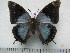  (Charaxes variata f.caerulescens - BC-Turl-0210)  @13 [ ] Unspecified (default): All Rights Reserved  Unspecified Unspecified