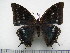  (Charaxes chepalungu - BC-Turl-0226)  @14 [ ] Unspecified (default): All Rights Reserved  Unspecified Unspecified