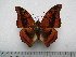  (Charaxes nichetes bouchei - BC-Turl-0230)  @14 [ ] Unspecified (default): All Rights Reserved  Unspecified Unspecified