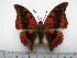  (Charaxes nichetes nichetes - BC-Turl-0232)  @14 [ ] Unspecified (default): All Rights Reserved  Unspecified Unspecified