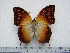  (Charaxes saperanus - BC-Turl-0252)  @15 [ ] Unspecified (default): All Rights Reserved  Unspecified Unspecified