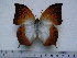  (Charaxes obudoensis - BC-Turl-0261)  @11 [ ] Unspecified (default): All Rights Reserved  Unspecified Unspecified