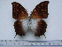  (Charaxes varanes bertrami - BC-Turl-0264)  @14 [ ] Unspecified (default): All Rights Reserved  Unspecified Unspecified