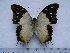  (Charaxes analava - BC-Turl-0265)  @14 [ ] Unspecified (default): All Rights Reserved  Unspecified Unspecified