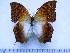  (Charaxes varanes torbeni - BC-Turl-0267)  @11 [ ] Unspecified (default): All Rights Reserved  Unspecified Unspecified