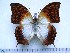  (Charaxes varanes - BC-Turl-0268)  @14 [ ] Unspecified (default): All Rights Reserved  Unspecified Unspecified