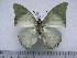  (Charaxes eupale latimargo - BC-Turl-0272)  @13 [ ] Unspecified (default): All Rights Reserved  Unspecified Unspecified