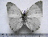  (Charaxes subornatus subornatus - BC-Turl-0281)  @14 [ ] Unspecified (default): All Rights Reserved  Unspecified Unspecified