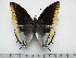  (Charaxes epijasius - BC-Turl-0294)  @13 [ ] Unspecified (default): All Rights Reserved  Unspecified Unspecified