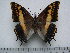  (Charaxes pelias - BC-Turl-0303)  @11 [ ] Unspecified (default): All Rights Reserved  Unspecified Unspecified