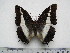  (Charaxes brutus natalensis - BC-Turl-0319)  @14 [ ] Unspecified (default): All Rights Reserved  Unspecified Unspecified