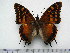  (Charaxes dowsetti - BC-Turl-0328)  @13 [ ] Unspecified (default): All Rights Reserved  Unspecified Unspecified