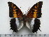  (Charaxes ansorgei - BC-Turl-0329)  @15 [ ] Unspecified (default): All Rights Reserved  Unspecified Unspecified