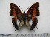  (Charaxes ansorgei rydoni - BC-Turl-0331)  @12 [ ] Unspecified (default): All Rights Reserved  Unspecified Unspecified