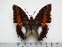  (Charaxes ansorgei simoni - BC-Turl-0332)  @12 [ ] Unspecified (default): All Rights Reserved  Unspecified Unspecified