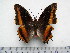  (Charaxes eudoxus goubandana - BC-Turl-0335)  @11 [ ] Unspecified (default): All Rights Reserved  Unspecified Unspecified