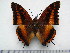  (Charaxes lucyae - BC-Turl-0339)  @13 [ ] Unspecified (default): All Rights Reserved  Unspecified Unspecified