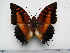  (Charaxes andranodorus - BC-Turl-0343)  @15 [ ] Unspecified (default): All Rights Reserved  Unspecified Unspecified