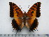  (Charaxes phraortes - BC-Turl-0345)  @14 [ ] Unspecified (default): All Rights Reserved  Unspecified Unspecified