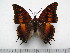  (Charaxes tectonis nebularum - BC-Turl-0348)  @11 [ ] Unspecified (default): All Rights Reserved  Unspecified Unspecified