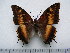  (Charaxes tectonis nebularum - BC-Turl-0349)  @11 [ ] Unspecified (default): All Rights Reserved  Unspecified Unspecified