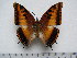  (Charaxes druceanus proximans - BC-Turl-0357)  @14 [ ] Unspecified (default): All Rights Reserved  Unspecified Unspecified