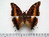  (Charaxes drucaenus teita - BC-Turl-0358)  @14 [ ] Unspecified (default): All Rights Reserved  Unspecified Unspecified