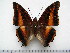  (Charaxes druceanus - BC-Turl-0359)  @15 [ ] Unspecified (default): All Rights Reserved  Unspecified Unspecified