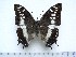  (Charaxes paradoxa - BC-Turl-0379)  @12 [ ] Unspecified (default): All Rights Reserved  Unspecified Unspecified