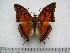  (Charaxes rectans - BC-Turl-0387)  @14 [ ] Unspecified (default): All Rights Reserved  Unspecified Unspecified