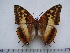  (Charaxes macclounii - BC-Turl-0389)  @14 [ ] Unspecified (default): All Rights Reserved  Unspecified Unspecified