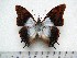  (Charaxes lactetinctus lactetinctus - BC-Turl-0391)  @14 [ ] Unspecified (default): All Rights Reserved  Unspecified Unspecified