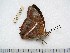  (Charaxes cynthia propinqua - BC-Turl-0398)  @12 [ ] Unspecified (default): All Rights Reserved  Unspecified Unspecified