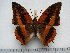  (Charaxes cynthia sabulosus - BC-Turl-0399)  @14 [ ] Unspecified (default): All Rights Reserved  Unspecified Unspecified