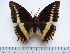  (Charaxes lucretius - BC-Turl-0405)  @14 [ ] Unspecified (default): All Rights Reserved  Unspecified Unspecified