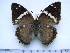  (Charaxes bipunctatus - BC-Turl-0413)  @14 [ ] Unspecified (default): All Rights Reserved  Unspecified Unspecified