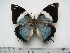  (Charaxes matakall - BC-Turl-0445)  @15 [ ] Unspecified (default): All Rights Reserved  Unspecified Unspecified