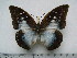  (Charaxes pythodoris - BC-Turl-0446)  @14 [ ] Unspecified (default): All Rights Reserved  Unspecified Unspecified