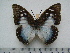  (Charaxes pythodoris nesaea - BC-Turl-0447)  @12 [ ] Unspecified (default): All Rights Reserved  Unspecified Unspecified