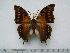  (Charaxes velox - BC-Turl-0458)  @12 [ ] Unspecified (default): All Rights Reserved  Unspecified Unspecified