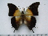  (Charaxes thomasius - BC-Turl-0460)  @12 [ ] Unspecified (default): All Rights Reserved  Unspecified Unspecified